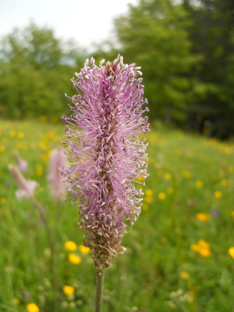 Plantago media / Piantaggine pelosa
